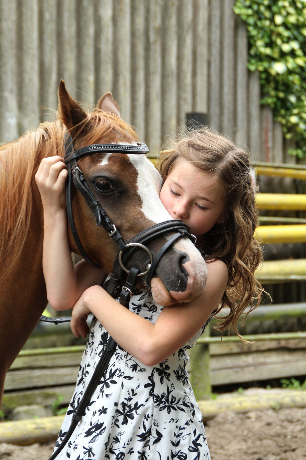 pony-2595144_1920