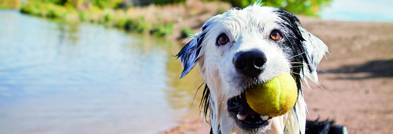 FN_Banner_3x1_img_hund_grooming_getty_148287145_OS