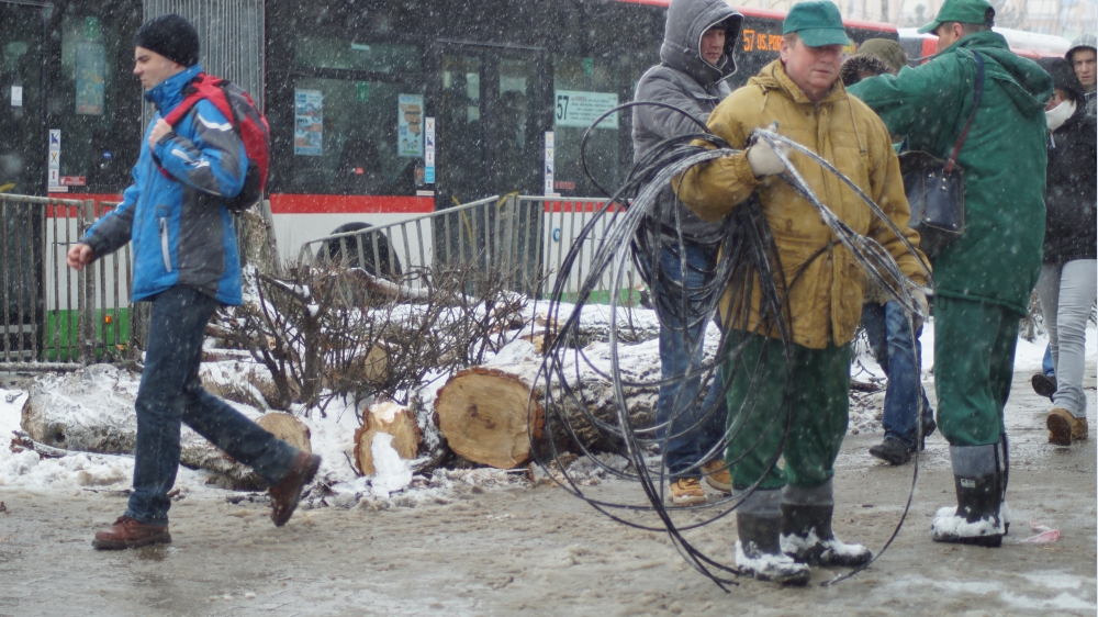 Al. Racławickie: Drzewo runęło na chodnik (fotogaleria)