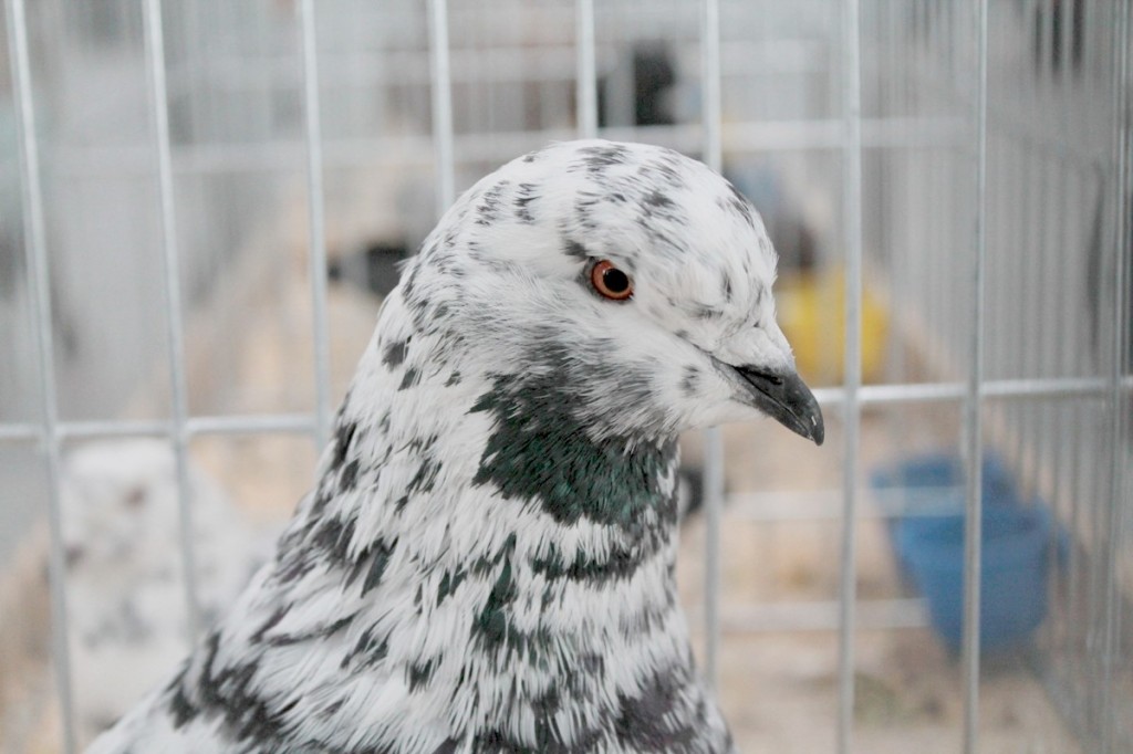 Zoopark: Lubelska Wystawa Zoologiczna (fotogaleria)