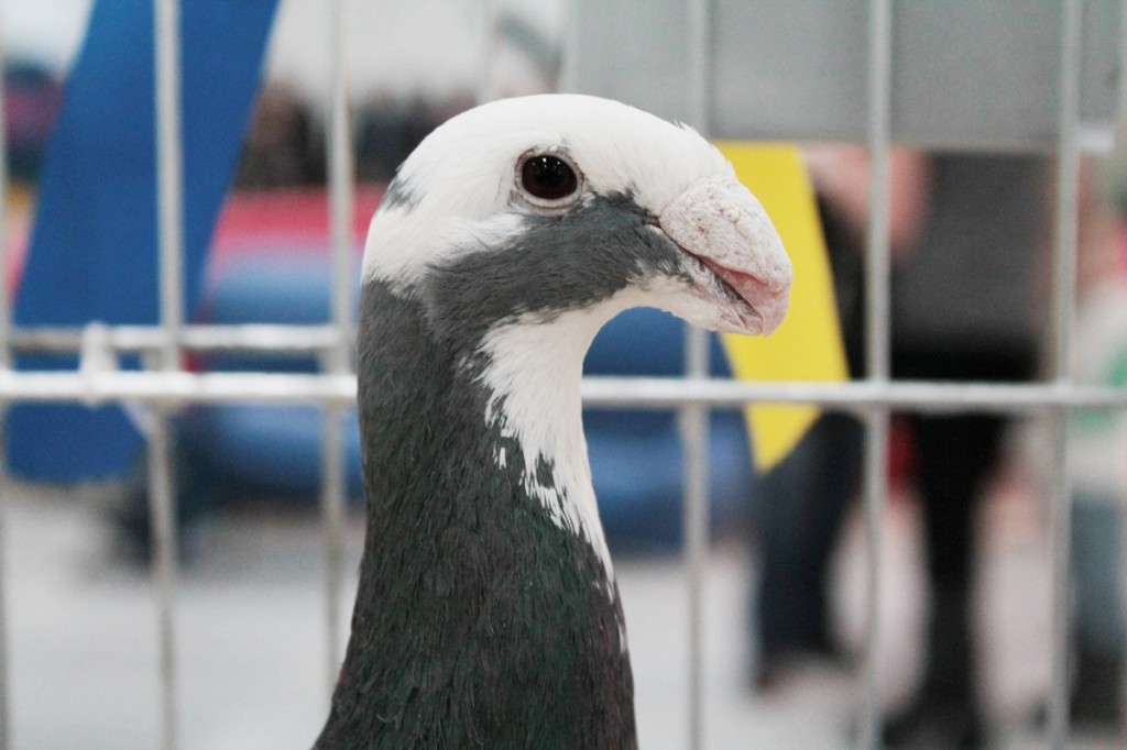 Zoopark: Lubelska Wystawa Zoologiczna (fotogaleria)