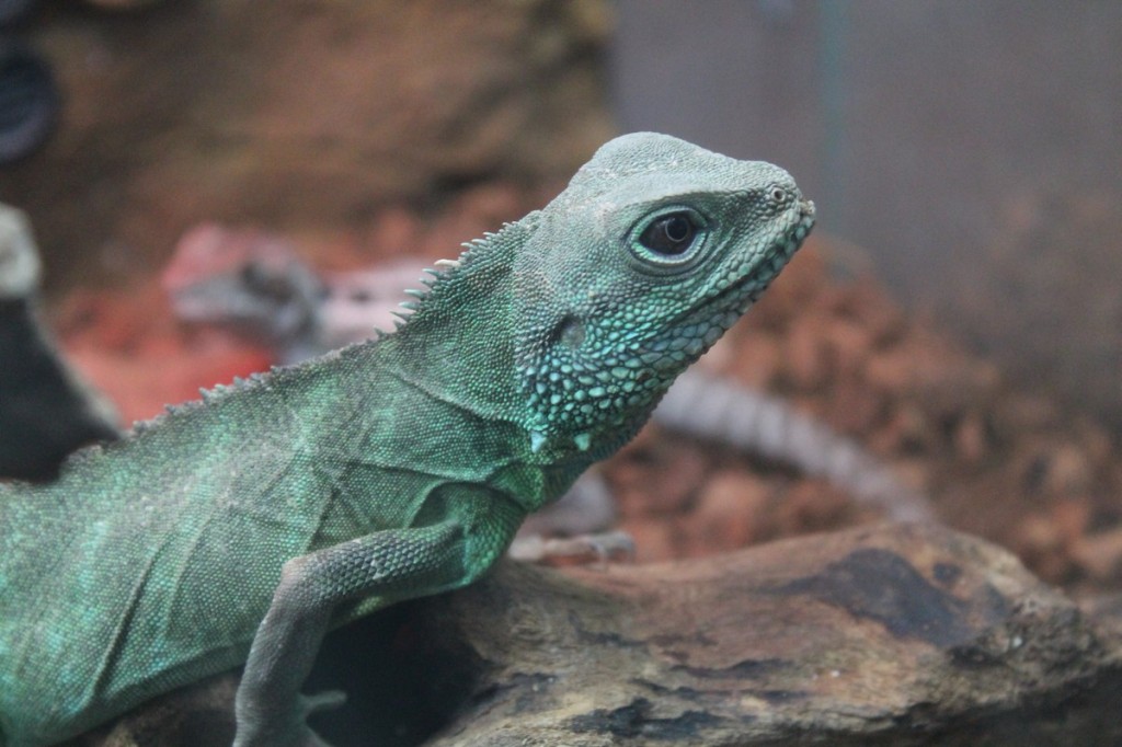 Zoopark: Lubelska Wystawa Zoologiczna (fotogaleria)