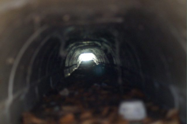 Rusza akcja „Ocal Żabkę”. Na Roztoczu będą ratować płazy przed śmiercią pod kołami samochodów
