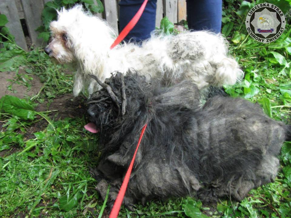 Parczew: Psy uwięzione w szopie zostały uratowane. Wyglądały jak „gnijące żywcem kokony”