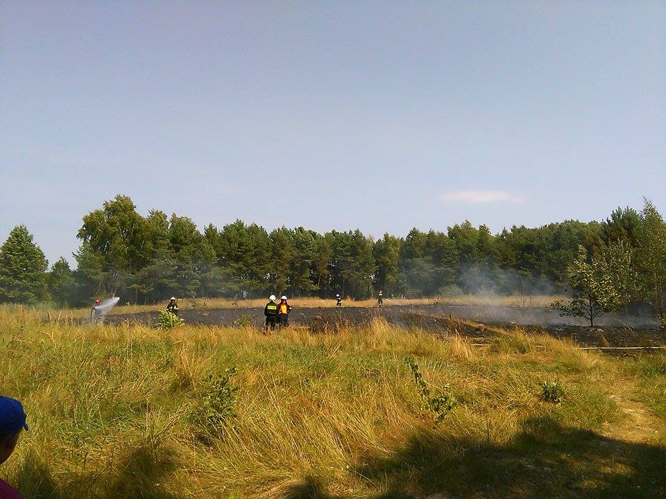 Pożar traw nad Jeziorem Krasne. Ktoś wyrzucił rozżarzone węgle