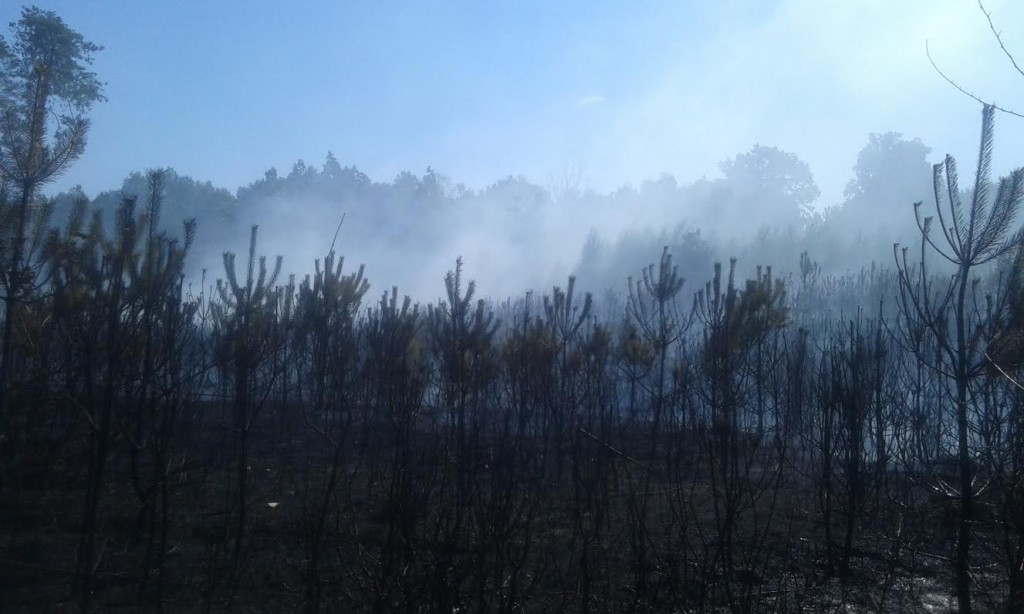 Poniatowa: Spłonęło 5 hektarów lasu. W akcji gaśniczej brał udział samolot