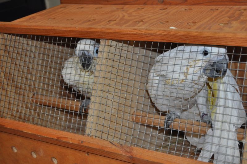 Zagrożone wyginięciem papugi  trafiły do zamojskiego zoo. Odebrano je przemytnikowi
