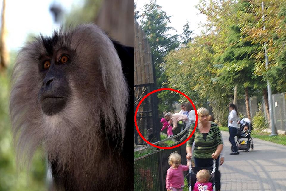 Po ostatnim incydencie, w zamojskim zoo przybędzie znaków ostrzegawczych