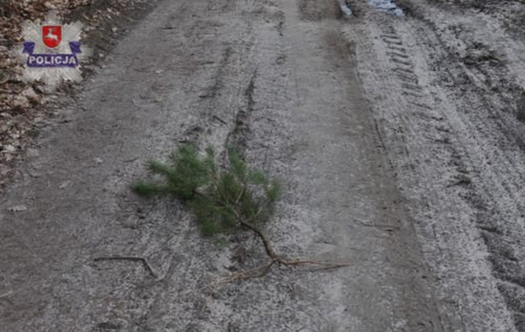Tyszowce: Uciekali z kradzionymi sadzonkami drzew, część zgubili po drodze