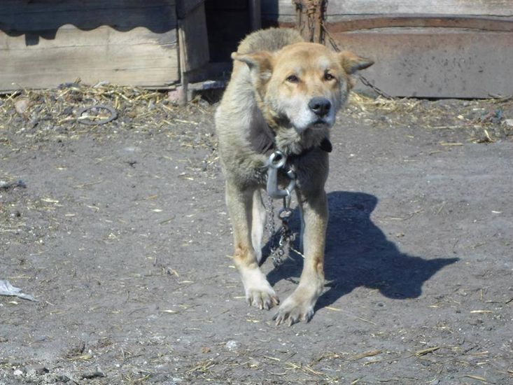 Werbkowice: Skrajnie wyczerpany i głodzony pies na posesji 47-latki