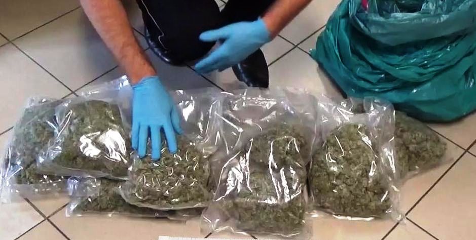 Znaleźli zakopane w lesie 2,5 kilograma marihuany (zdjęcia, wideo )