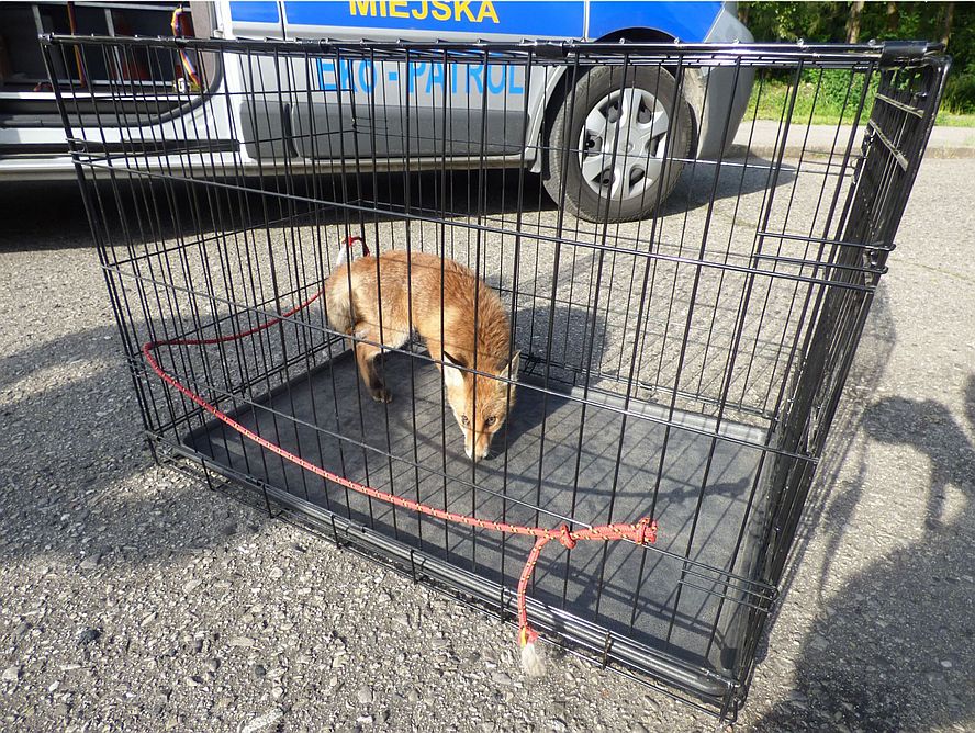 Lublin: Lis wpadł do studzienki, wyciągnęli go strażnicy miejscy
