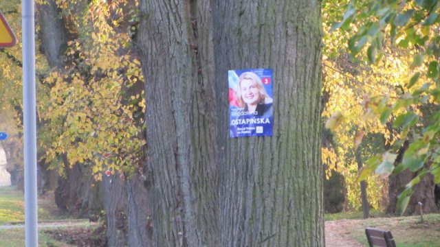 Plakaty wyborcze na drzewach. Kandydatka na radną nie wiedziała, że to pomniki przyrody