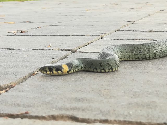 Okazały wąż w jednym z parków w Lublinie (zdjęcia)