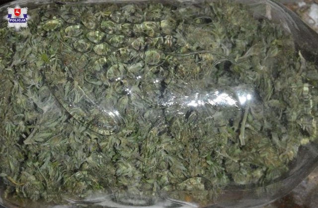 Pakunki z marihuaną w lesie pod Biłgorajem (zdjęcia)