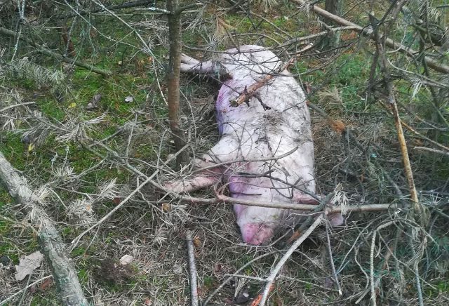 Poszli do lasu na spacer, znaleźli świnię. Rolnik pozbył się problemu? (zdjęcia)