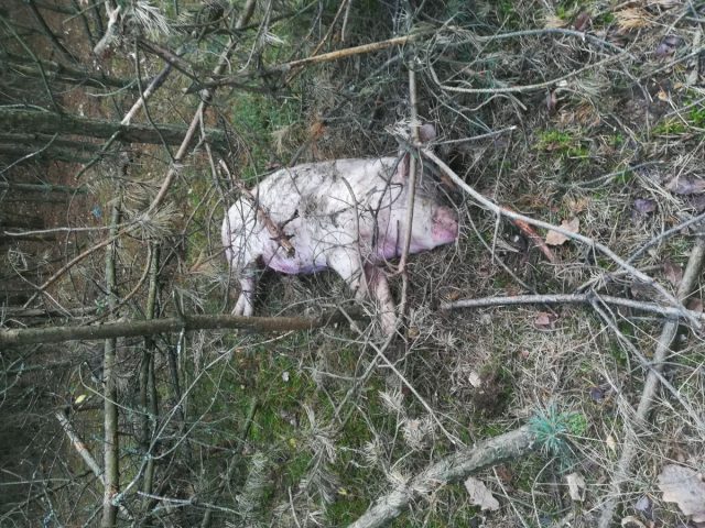 Poszli do lasu na spacer, znaleźli świnię. Rolnik pozbył się problemu? (zdjęcia)