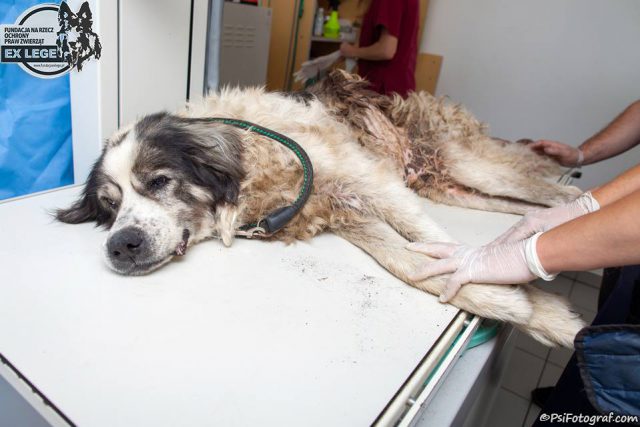 Proboszcz odpowie przed sądem za znęcanie się nad psem. Zwierzę znaleziono leżące pod kościołem (zdjęcia)
