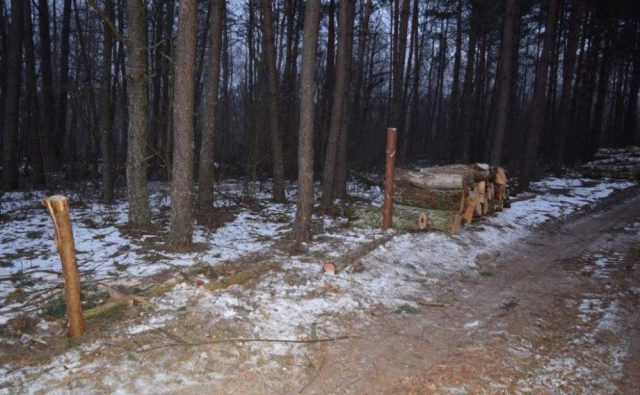 Fotopułapka zarejestrowała wjeżdżające do lasu auto. Kierowcą okazał się złodziej drewna (zdjęcia)