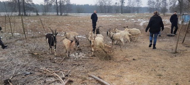 Odebrali gospodarzowi 39 skrajnie zaniedbanych kóz.  Obok leżały szczątki kolejnych zwierząt (zdjęcia)