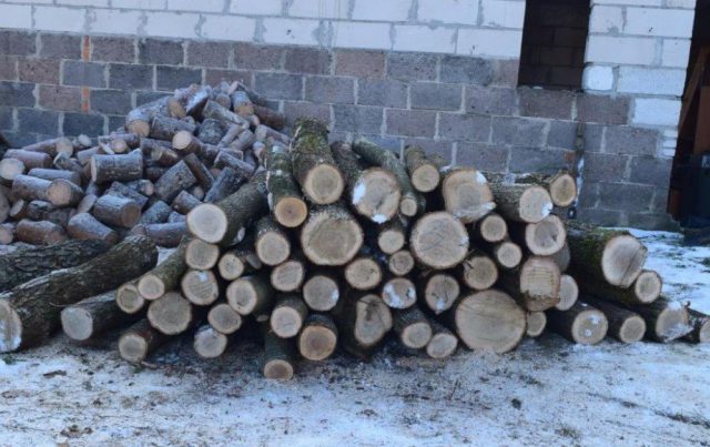 Fotopułapka zarejestrowała wjeżdżające do lasu auto. Kierowcą okazał się złodziej drewna (zdjęcia)