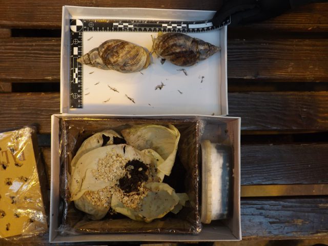 Afrykańskie ślimaki i ich jaja, z granicy, trafiły do zamojskiego zoo (zdjęcia)