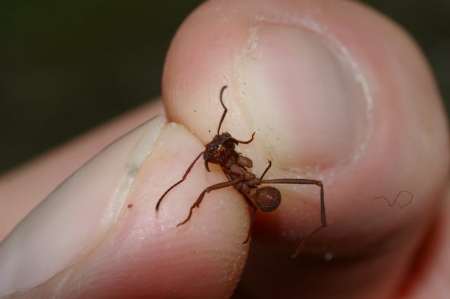 Znane z filmów przyrodniczych mrówki trafiły do zamojskiego zoo (zdjęcia)
