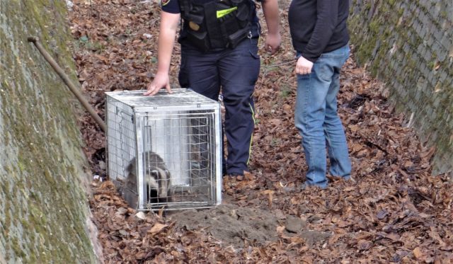 Strażnicy miejscy ratowali borsuka. Zwierzę biegało w fosie (zdjęcia)