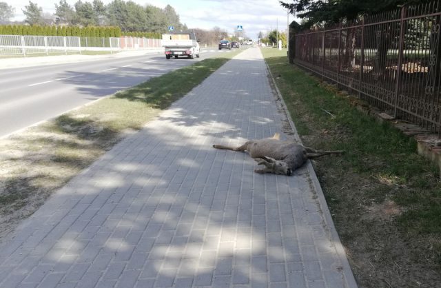 Sygnał od Czytelnika. Martwa sarna cały dzień leżała na chodniku, nikt się nią nie zainteresował (zdjęcia)