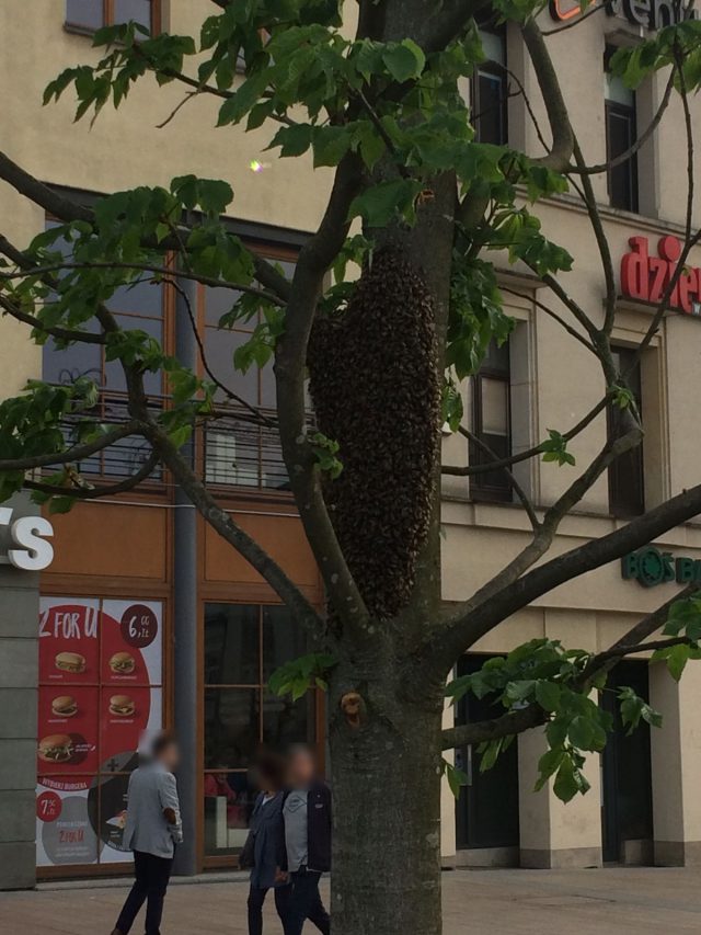 Rój pszczół na placu Litewskim. Owady zabezpieczyła straż miejska (zdjęcia)