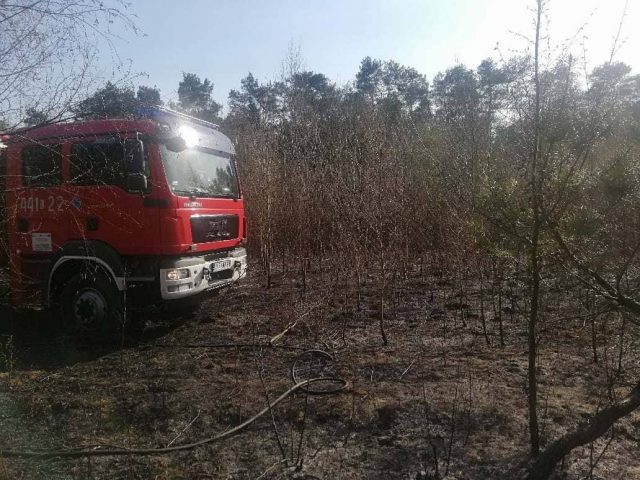 Pożar lasu w Kraśniku. Strażacy walczą z żywiołem (zdjęcia)