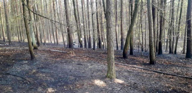 Strażacy pojechali gasić las. Natrafili na spalony samochód i zwęglone zwłoki (zdjęcia)