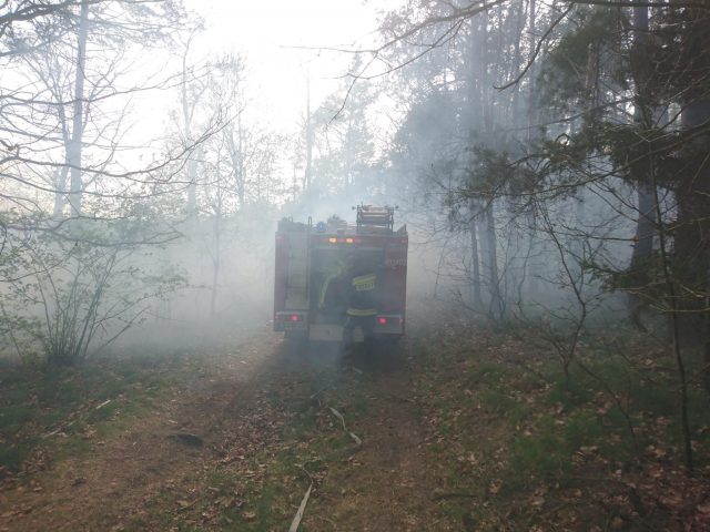 Strażacy walczyli z pożarami lasów. „Ogień sam się nie pojawił” (zdjęcia)