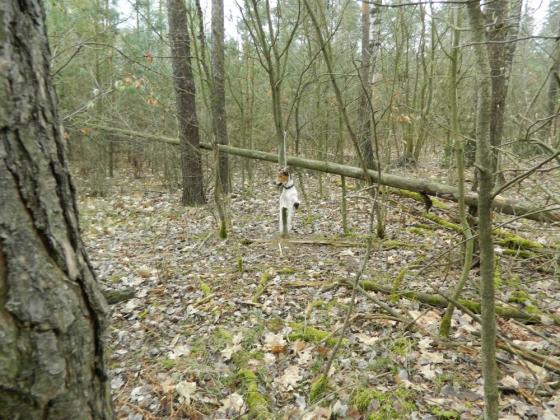 Policjanci i leśnicy poszukują sadysty, który powiesił na sznurku psa w lesie (zdjęcia)