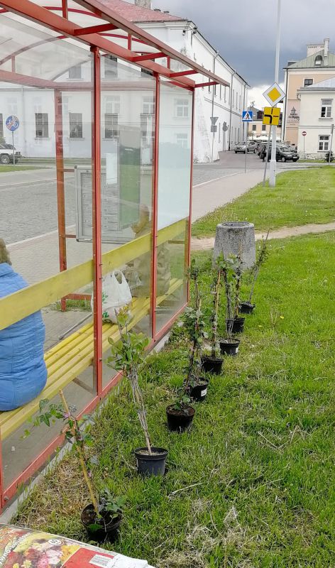 Miejskie przystanki obsadzą roślinami. W ramach walki ze smogiem (zdjęcia)