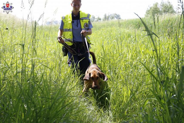 Specjalnie szkolone psy z Saksonii szukają zabójcy z Trawnik. Te same wykorzystywano w sprawie Ewy Tylman (zdjęcia)