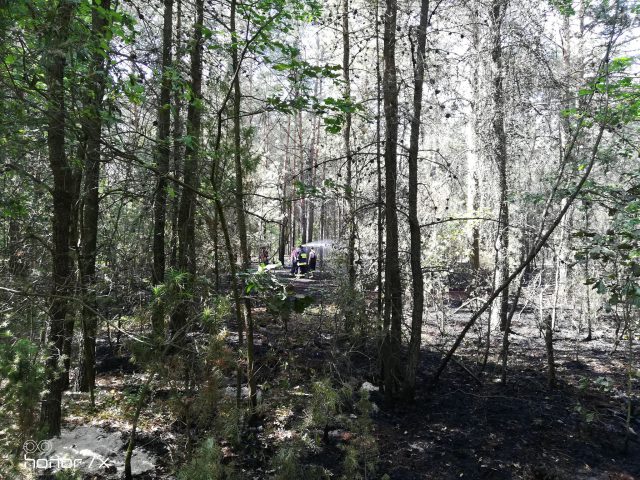 Groźne pożary w regionie. Pod Chełmem płonie torfowisko, pod Chodlem las (zdjęcia)