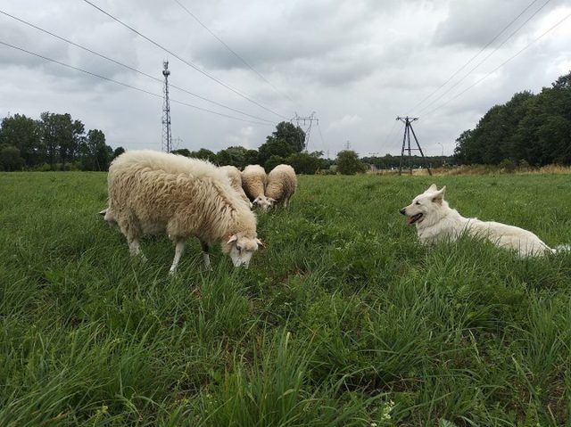 Na terenie Lublina ruszył wypas owiec. Mają zastąpić kosiarki do trawy (zdjęcia)