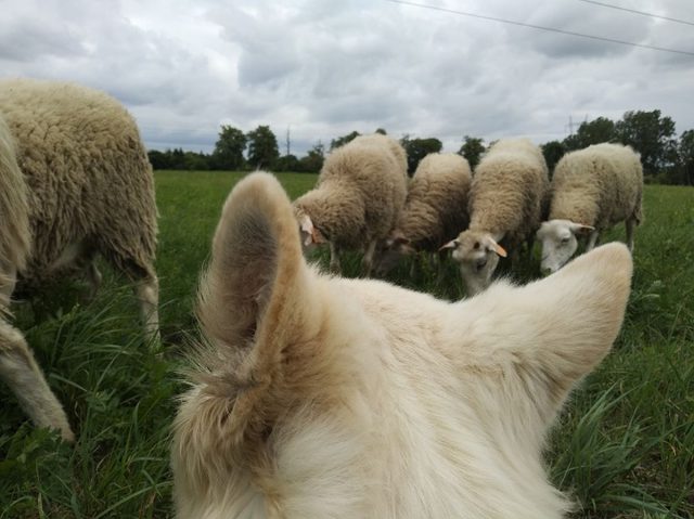 Na terenie Lublina ruszył wypas owiec. Mają zastąpić kosiarki do trawy (zdjęcia)
