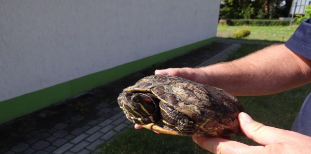 Niebezpieczny żółw znaleziony w Puławach. Stanowi zagrożenie dla ekosystemu (zdjęcia)