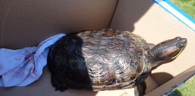 Niebezpieczny żółw znaleziony w Puławach. Stanowi zagrożenie dla ekosystemu (zdjęcia)