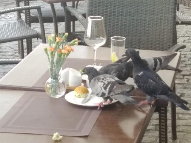 Gołębie dojadały resztki po klientach restauracji (zdjęcia)