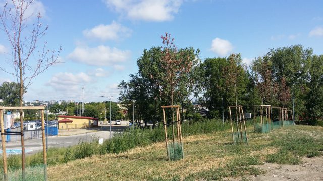 Sygnał od Czytelnika. Uschnięte drzewa w rejonie wyremontowanego skrzyżowania. Takich drzew w mieście jest więcej (zdjęcia)