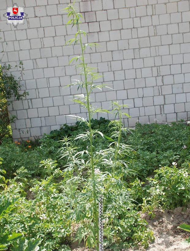 Uprawiał konopie indyjskie w ogródku, miał ponad kilogram marihuany (zdjęcia)