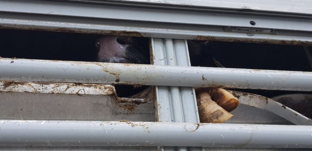 Warunki w jakich transportowano zwierzęta były przerażające (wideo, zdjęcia)