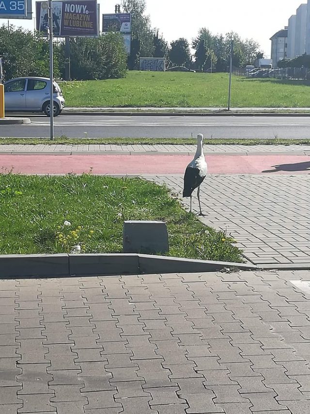 Bocian spacerował przy ul. Gęsiej w Lublinie (zdjęcia)