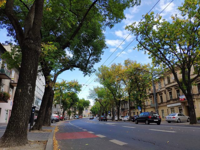 Drzewa w Śródmieściu Lublina będą miały lepsze życie. W wielu miejscach kierowcy już nie zaparkują (zdjęcia)