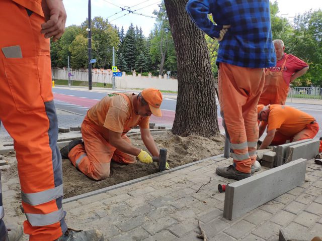 Drzewa w Śródmieściu Lublina będą miały lepsze życie. W wielu miejscach kierowcy już nie zaparkują (zdjęcia)