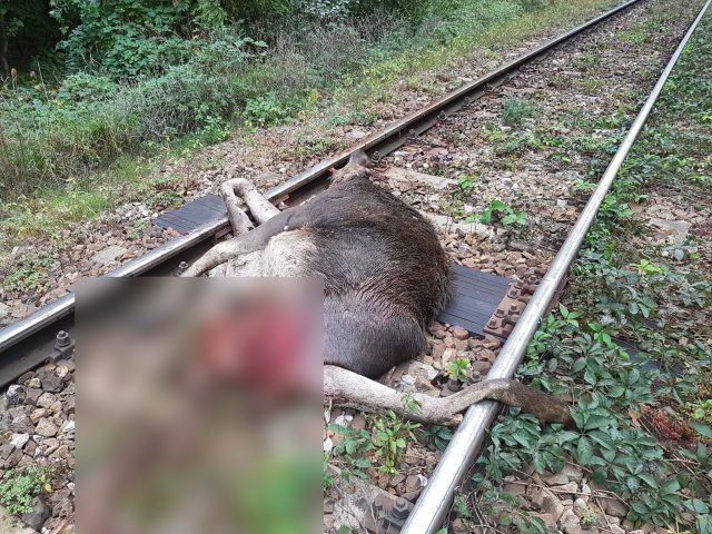 Szynobus zderzył się z dwoma łosiami. Zwierzęta padły, pociąg uszkodzony (zdjęcia)