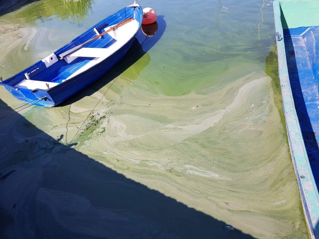 Woda w Zalewie Zemborzyckim zmieniła kolor. Lepiej do niej nie wchodzić (zdjęcia)